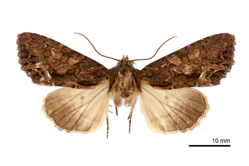 Asidemia albovitta Male